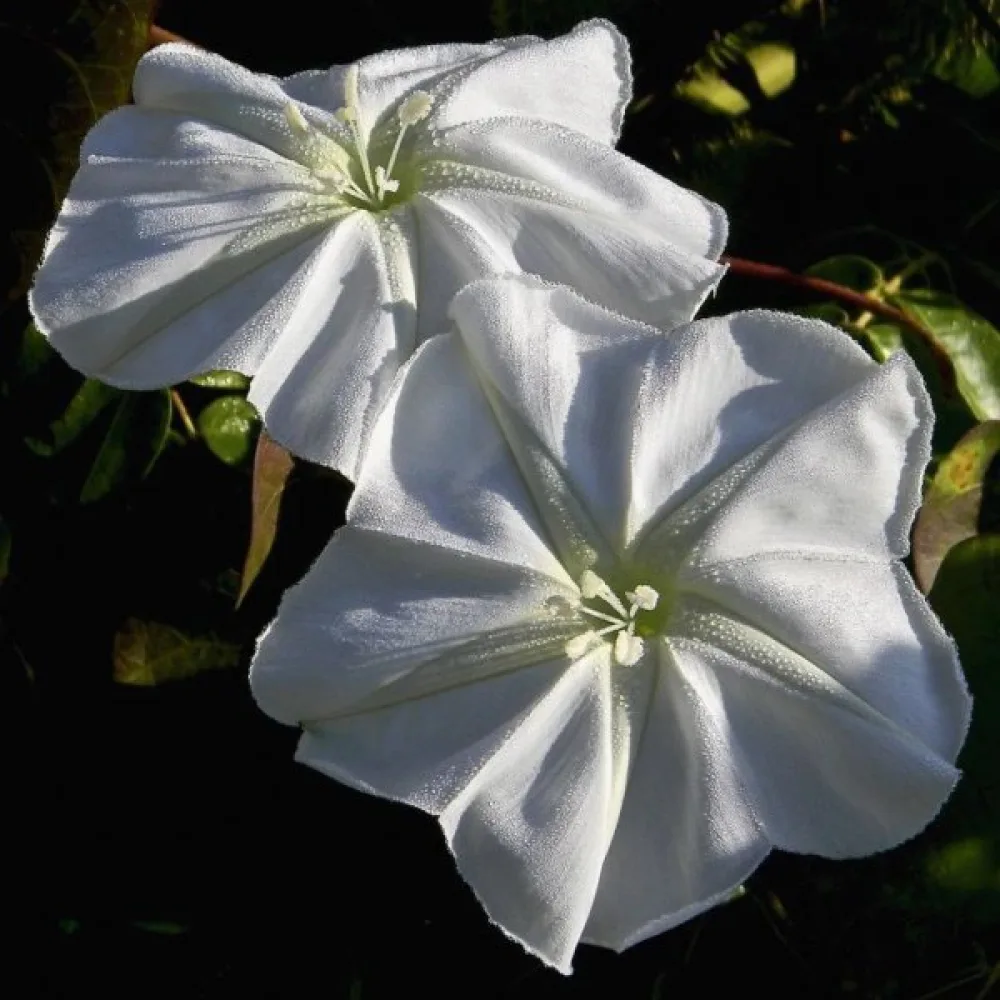 Elämänlanka Ipomoea noctiflora – valkoinen