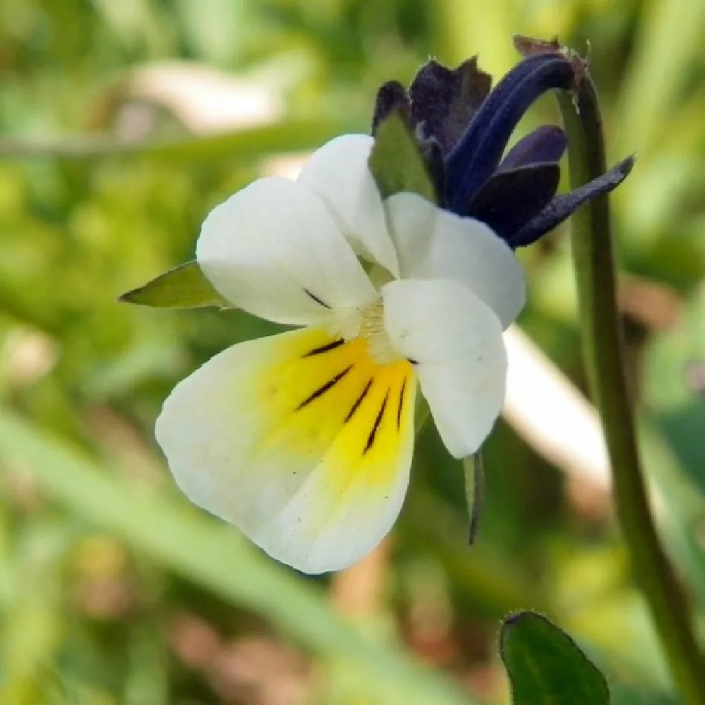 Pelto-orvokki Viola arvensis
