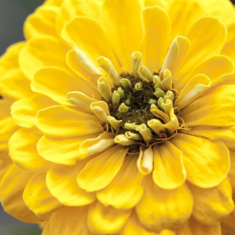Tsinnia 'Super Yoga Golden Yellow'