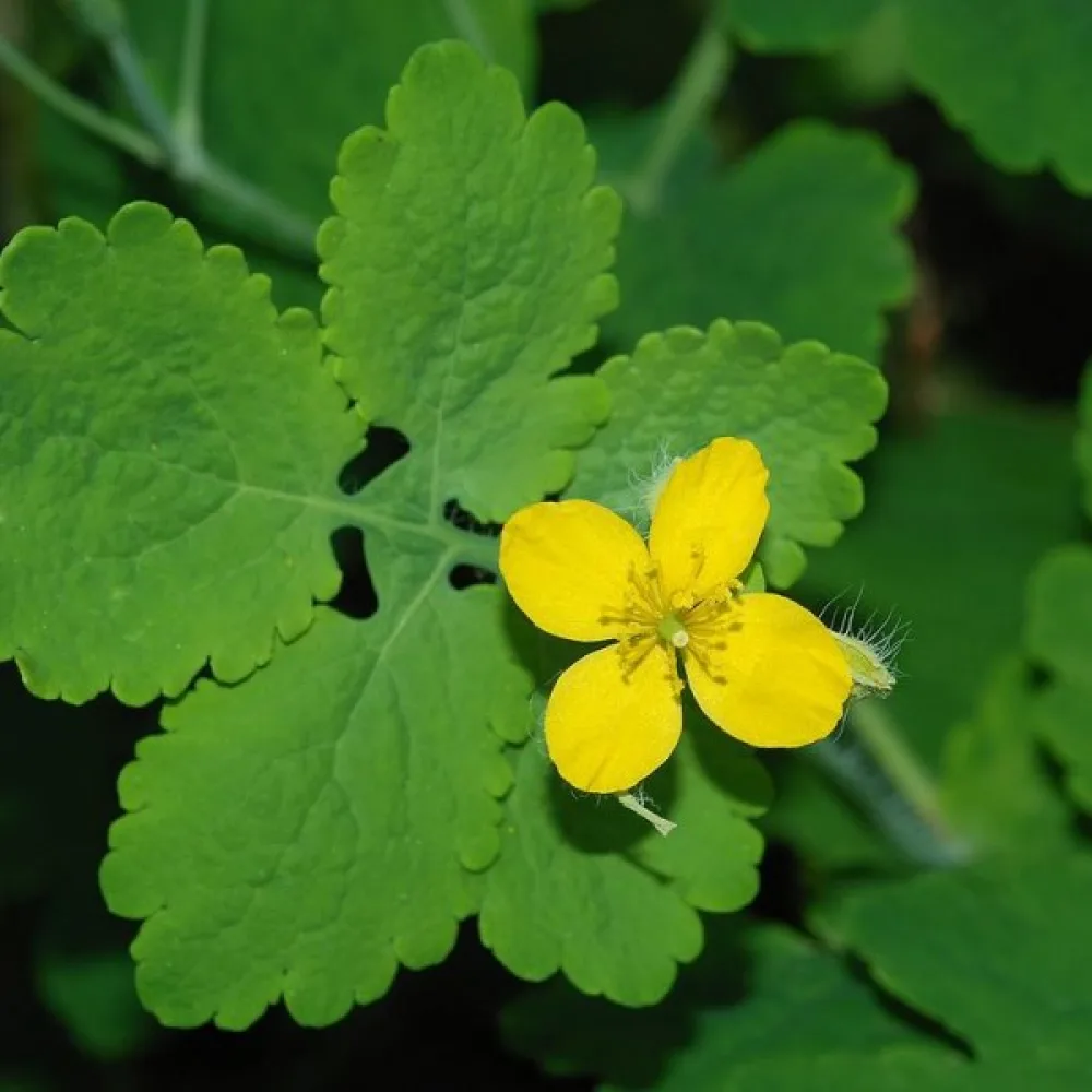 Keltamo Chelidonium majus