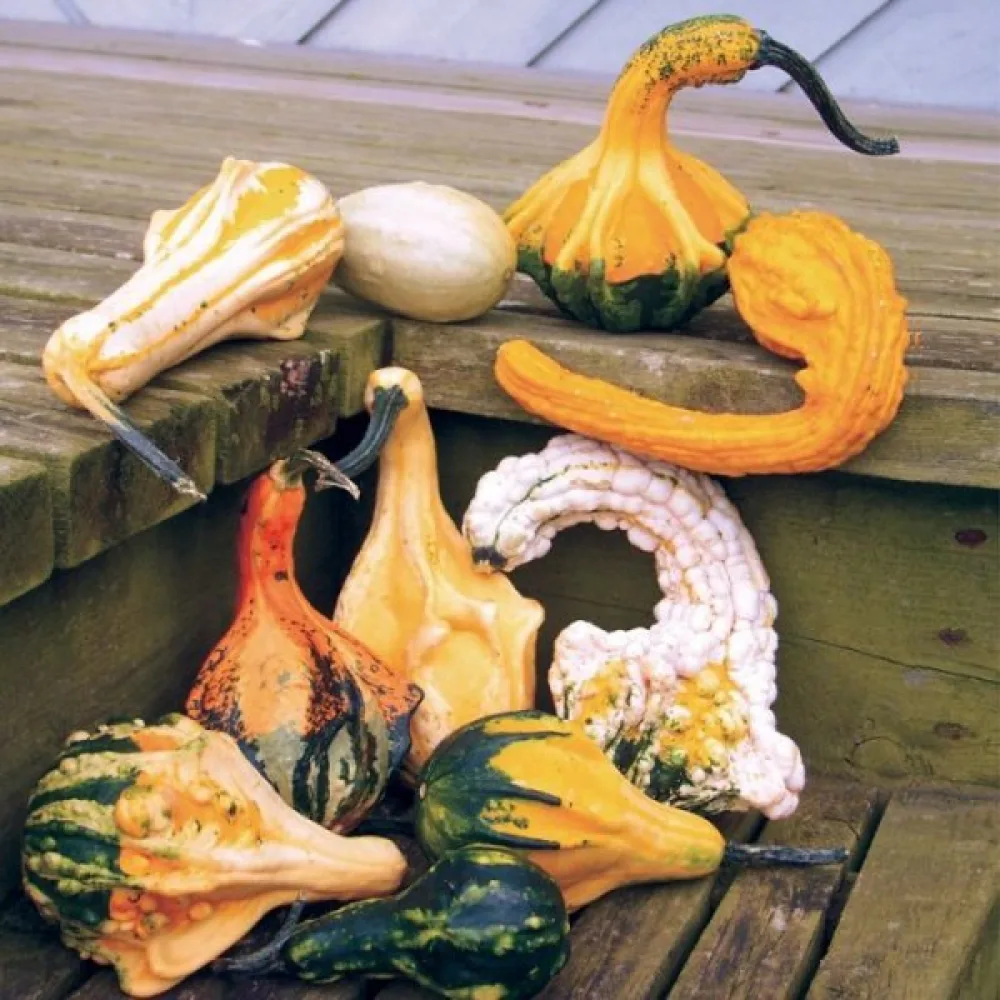 Kurpitsa 'Autumn Wings'