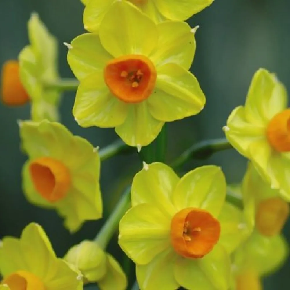 Narsissi 'Cornish dawn'