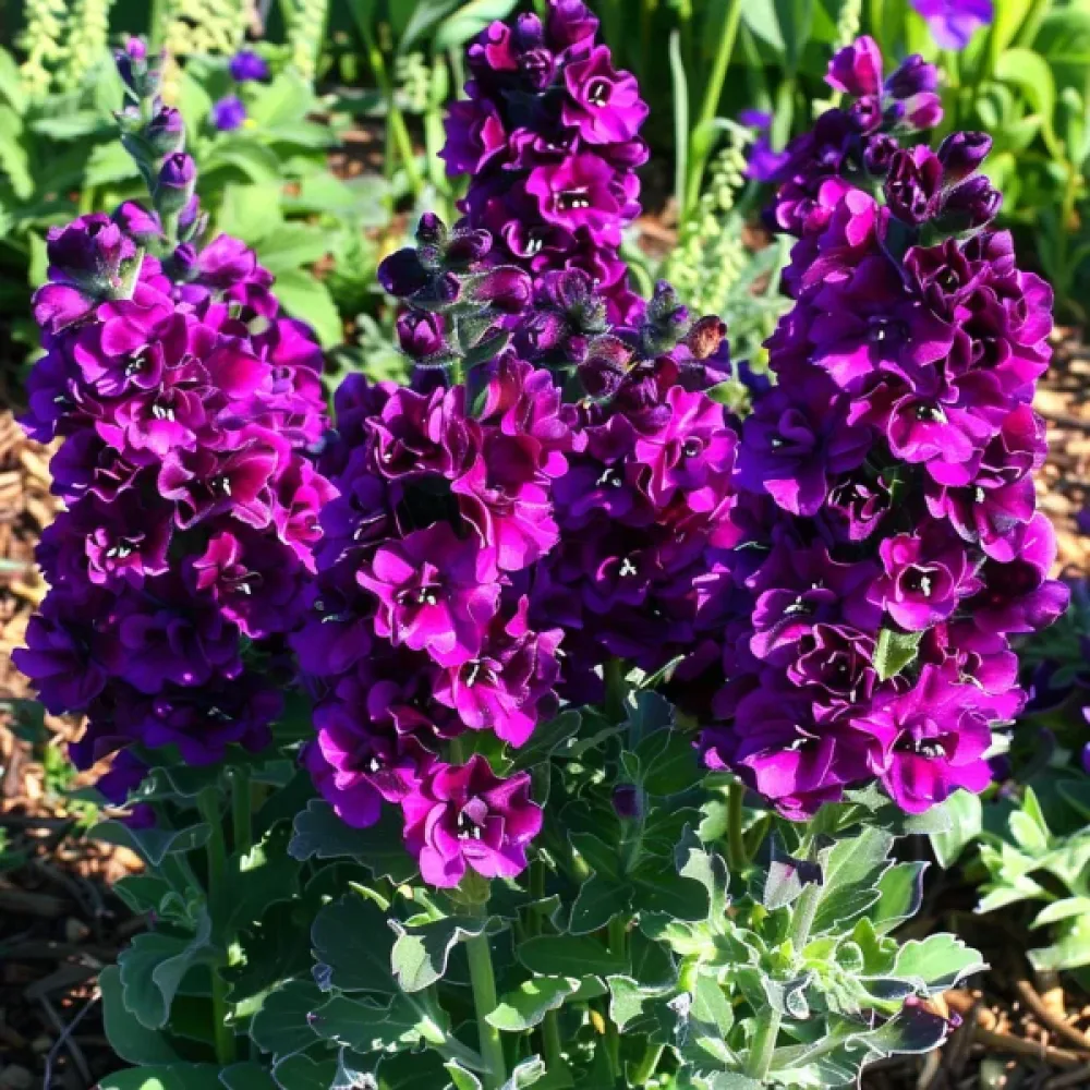 Matala kesäleukoija 'Exa', violetti