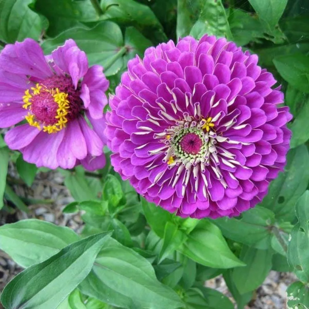 Tsinnia 'Violet Queen'