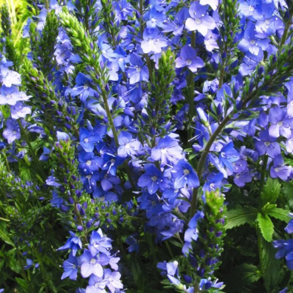 Tähkätädyke 'Royal Blue'