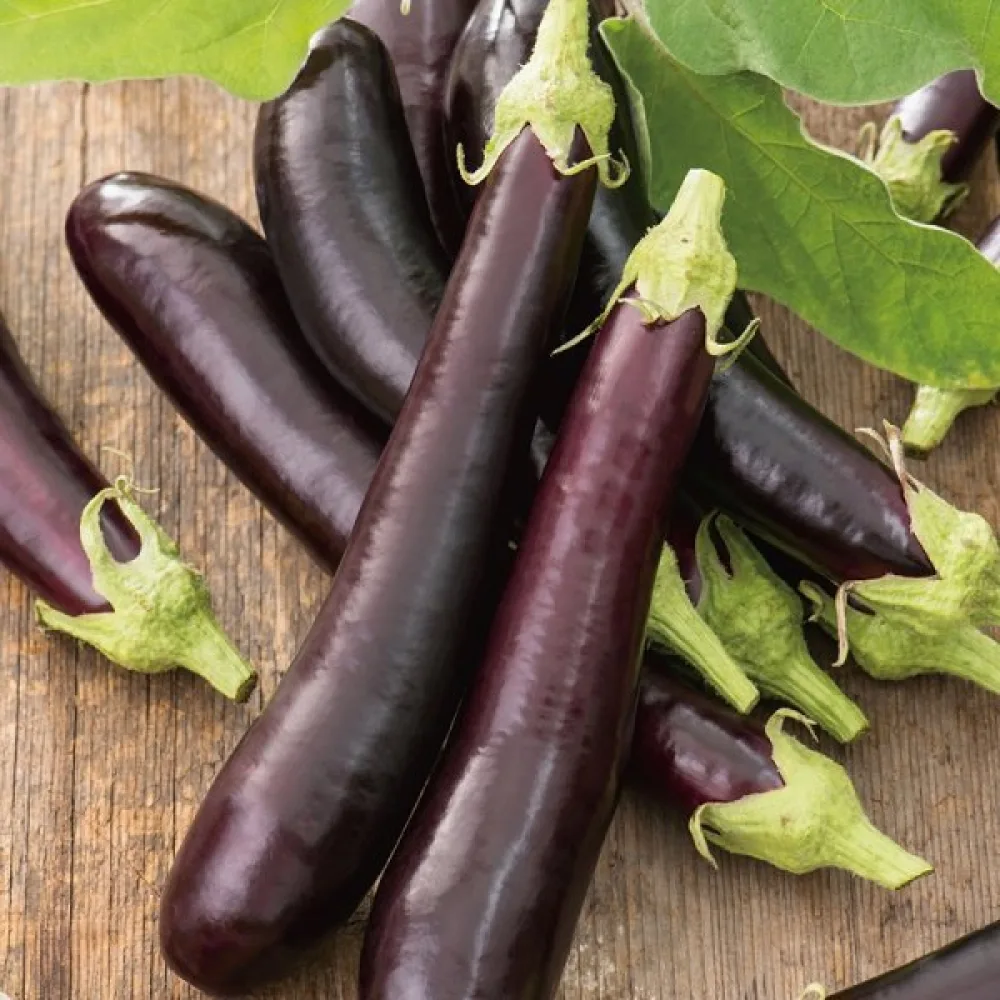 Munakoiso 'Early Long Purple 3'