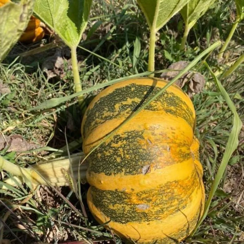 Kurpitsa 'Tonda Padana'
