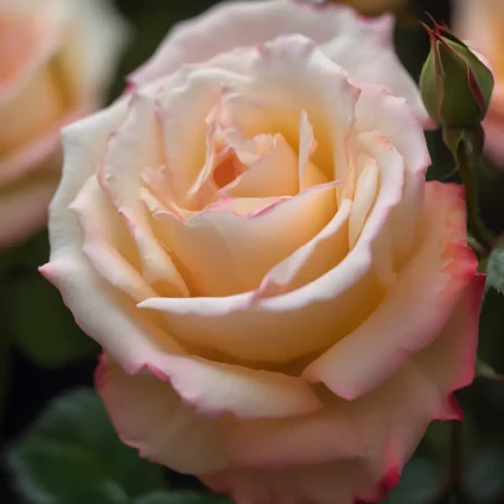 Ruusu 'Creamy Rays' – paljasjuurinen