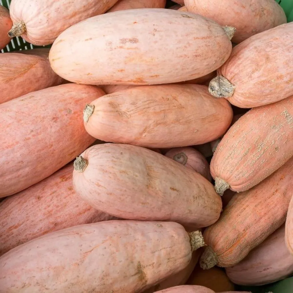 Kurpitsa 'Pink Banana Jumbo'