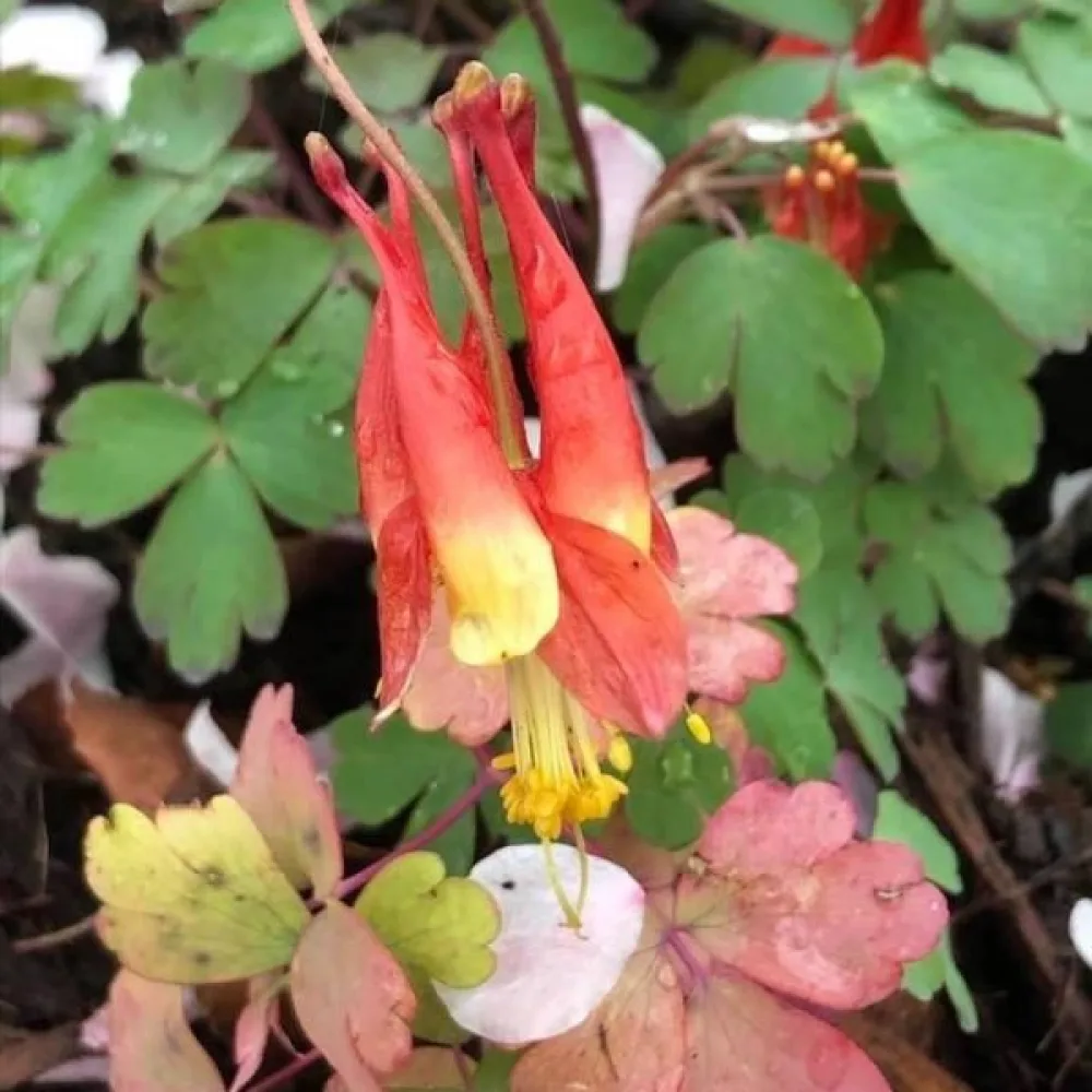 Akileija Aquilegia canadensis – punakeltainen