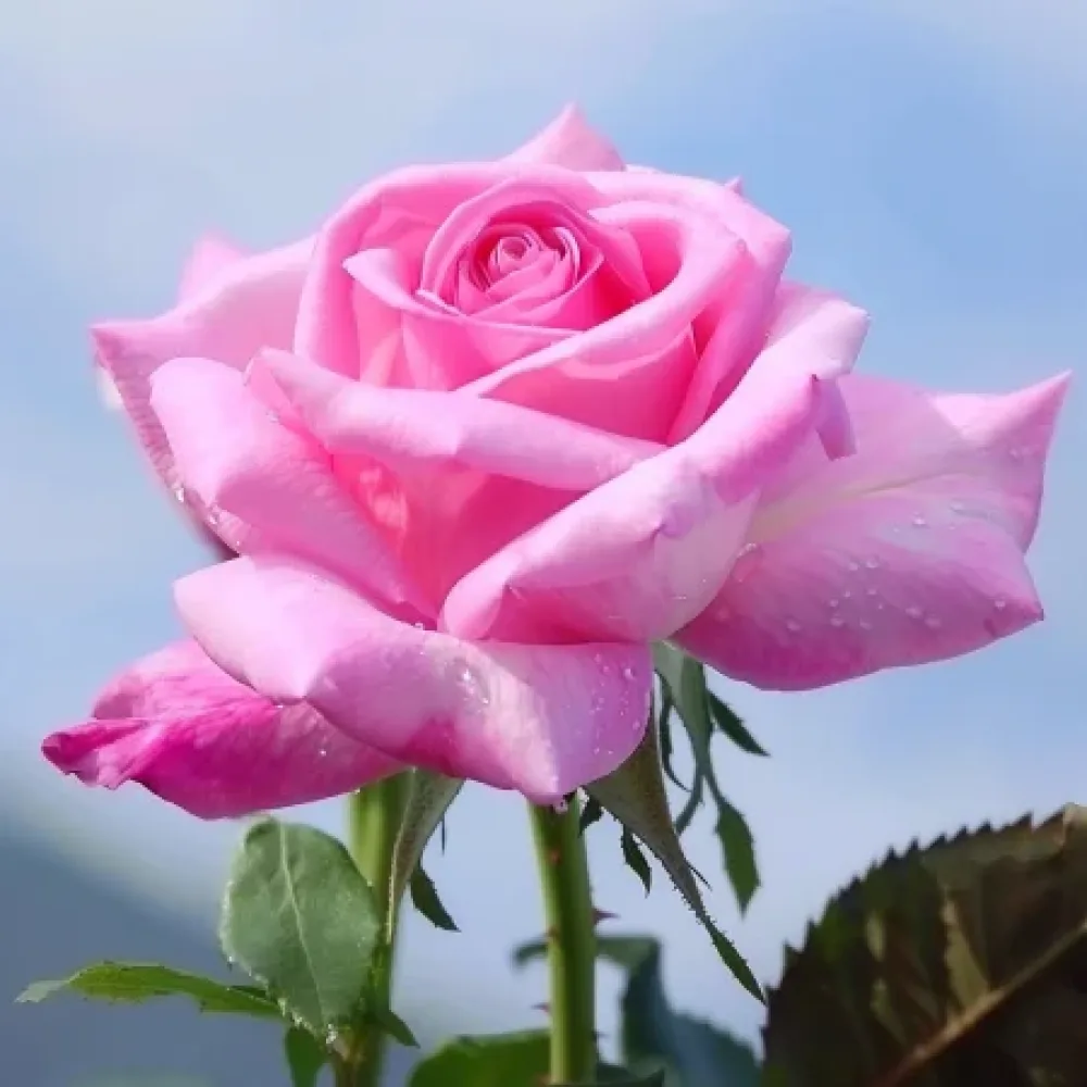 Ruusu 'Dream in Pink' – paljasjuurinen