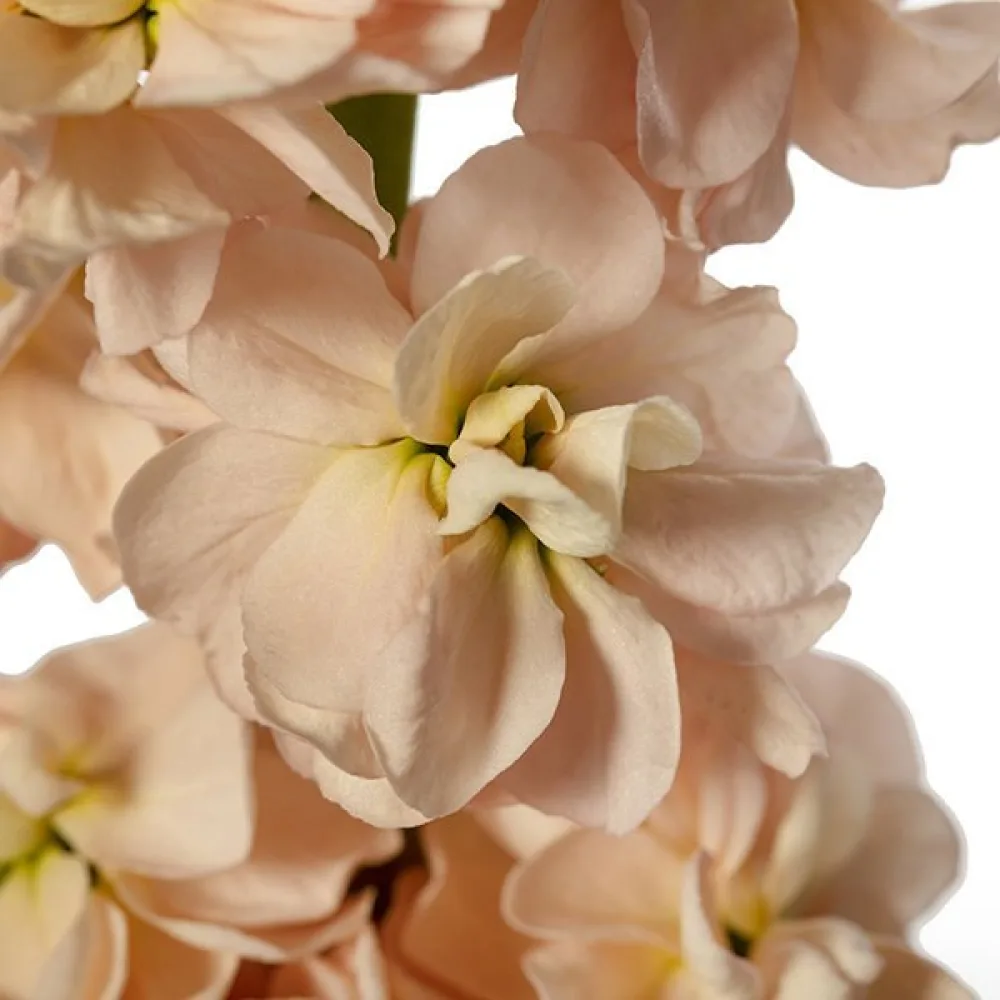 Kesäleukoija Matthiola incana, lohenpunainen