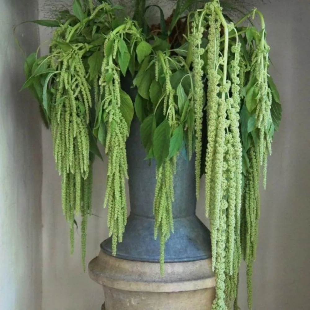 Riippuamarantti 'Viridis'