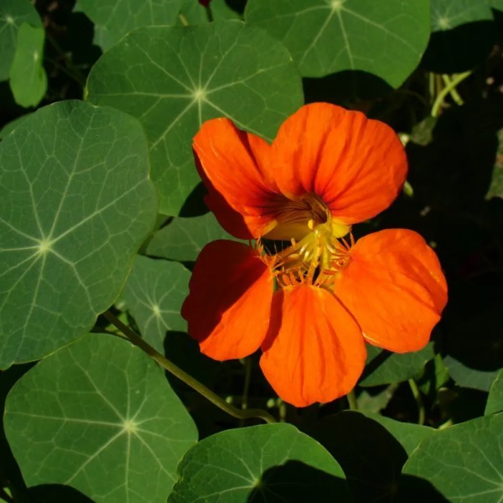 Köynnöskrassi 'Orange Gleam'