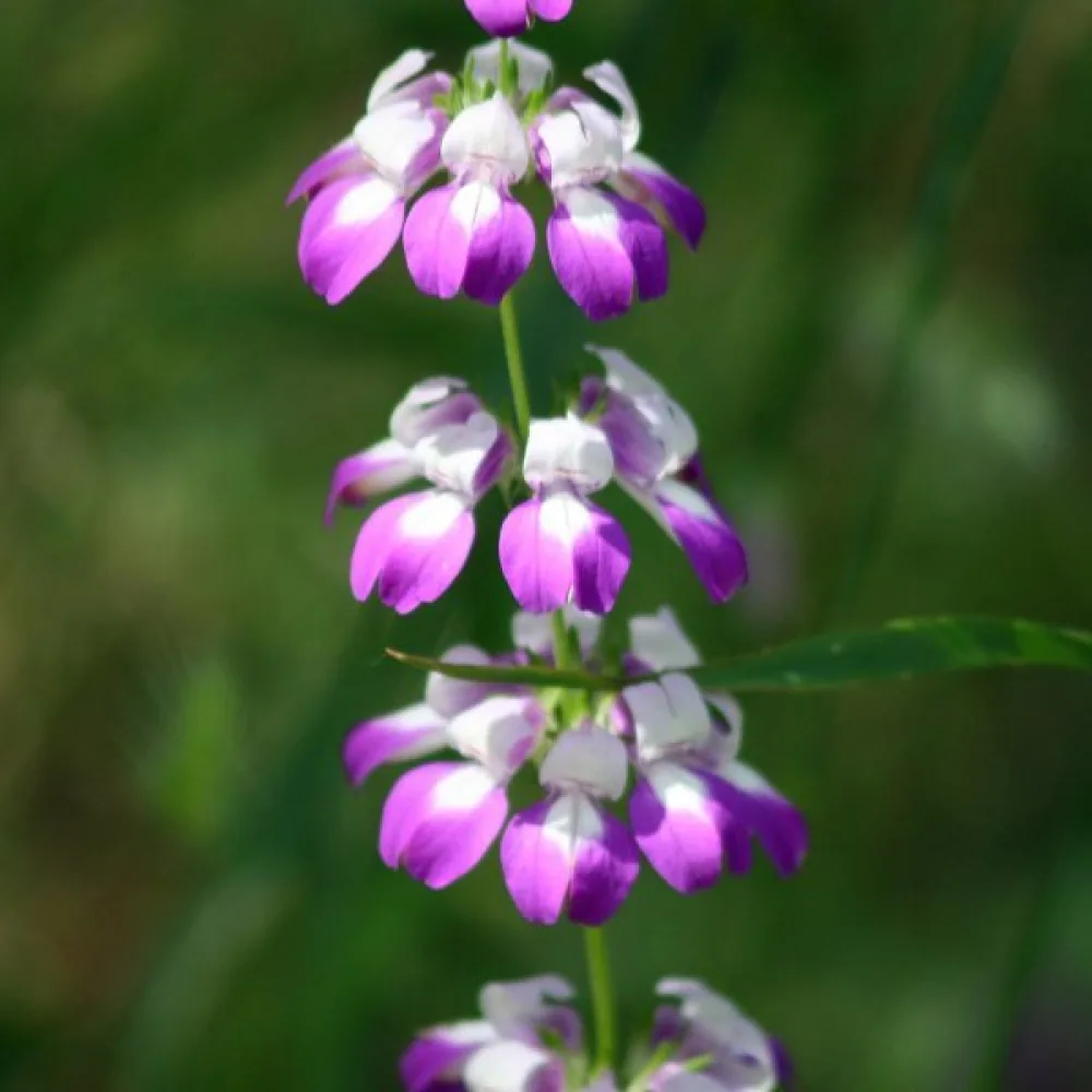 Collinsia, kaksivärinen