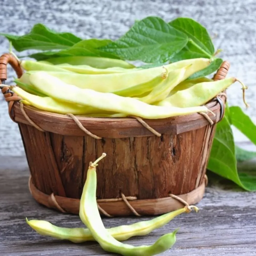 Tarhapapu 'Supernano Giallo'