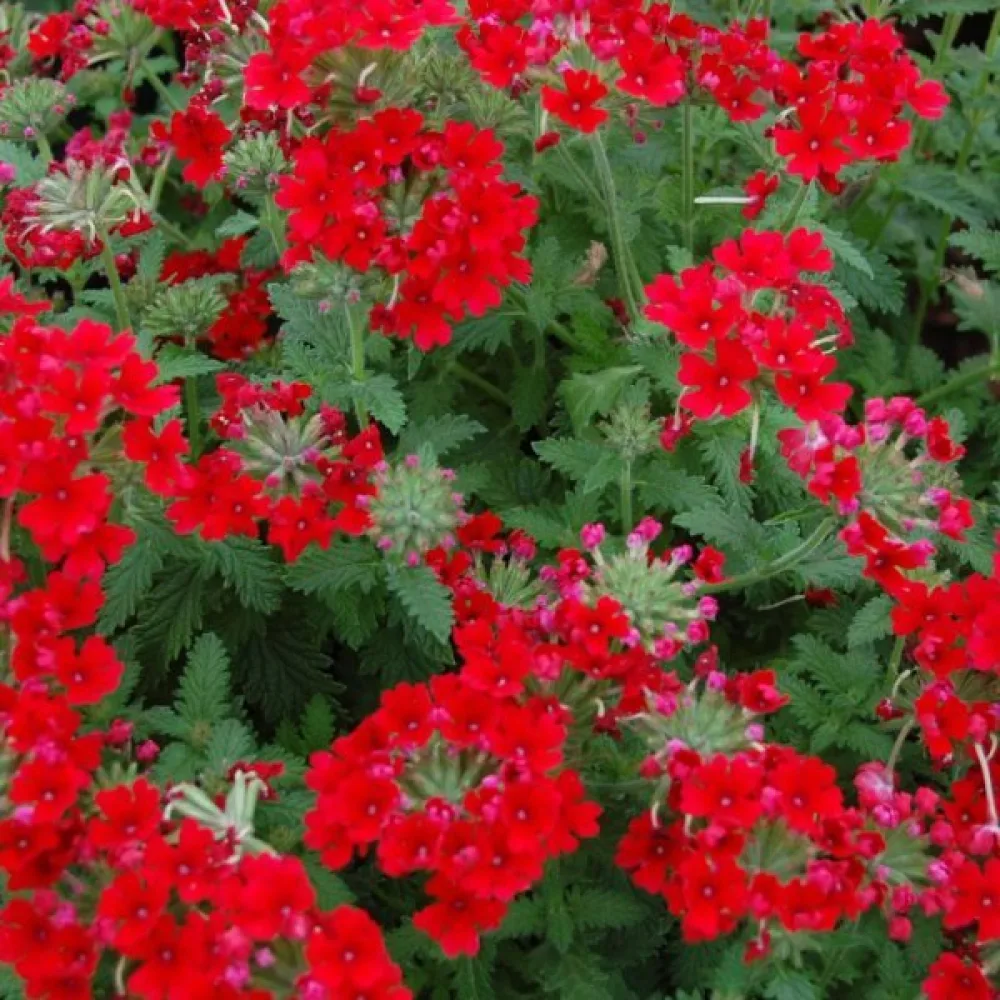 Tarhaverbena 'Luzifer'