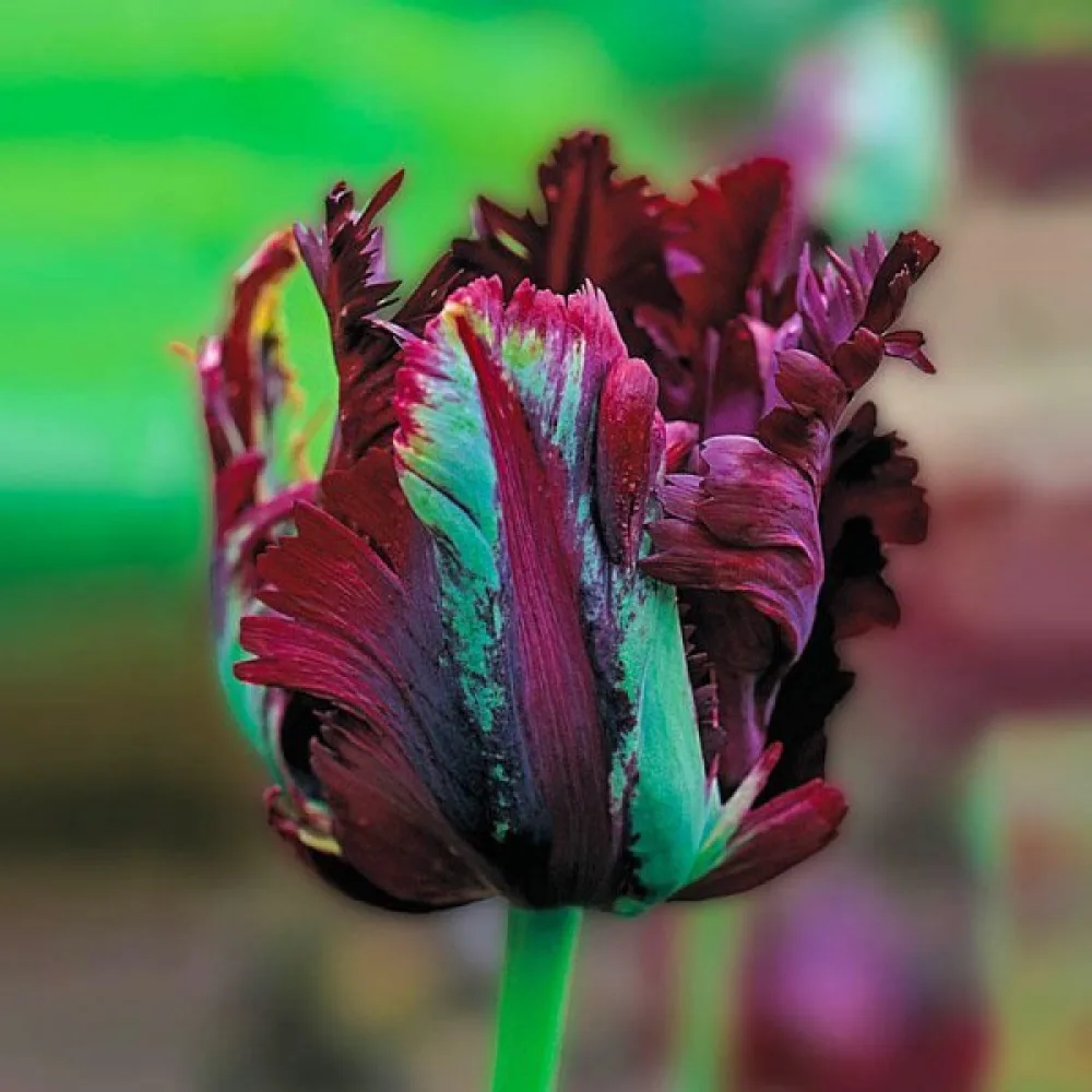 Tulppaani 'Black Parrot'