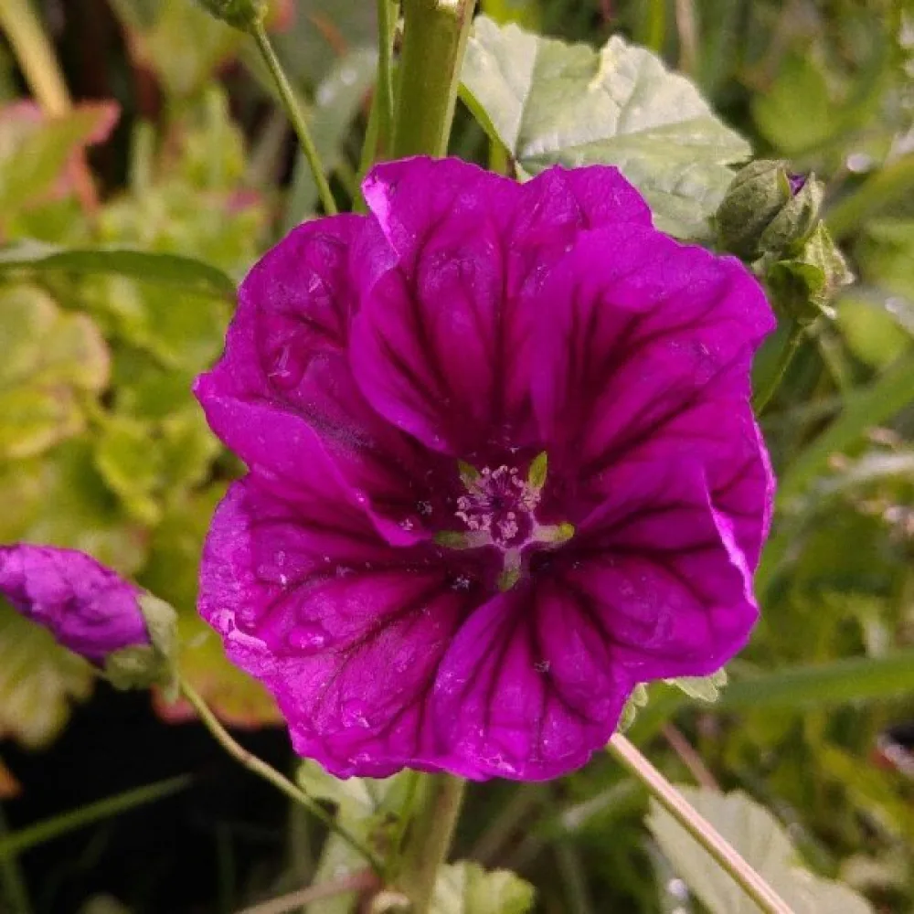 Metsämalva
