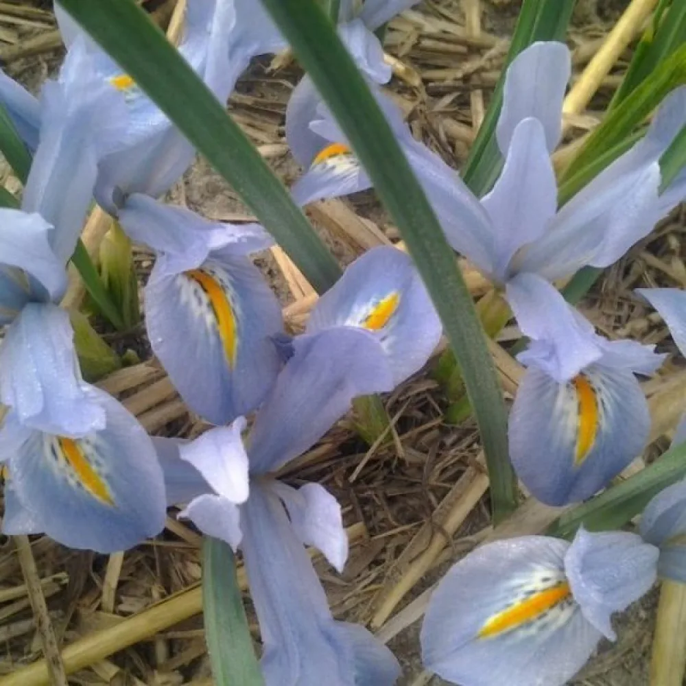 Iiris 'BLUE PLANET'