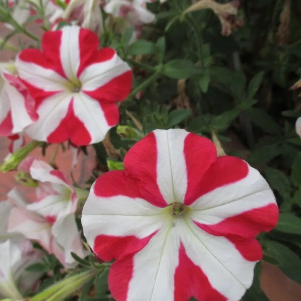 Tarhapetunia 'Stellaris' – punainen