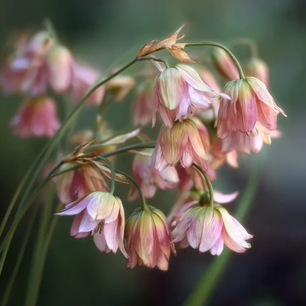 Koristelaukka Nectaroscordum siculum ssp. bulgaricum