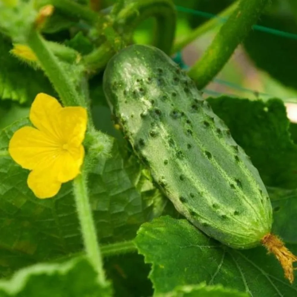 Avomaankurkku 'Tytus' F1
