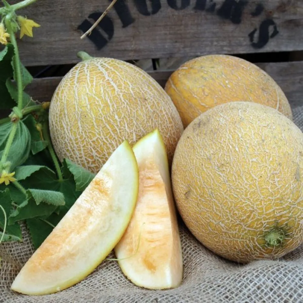 Meloni 'Ananas'