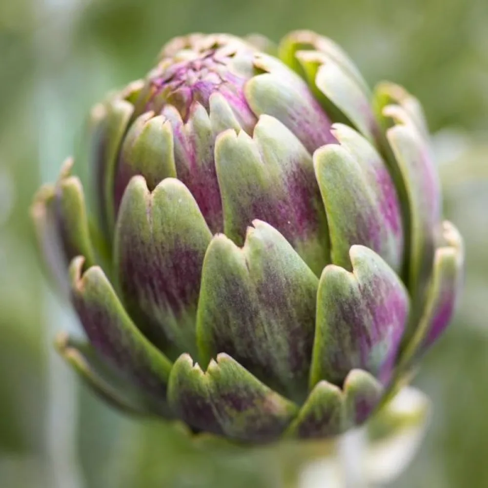 Artisokka 'Violet de Provence'