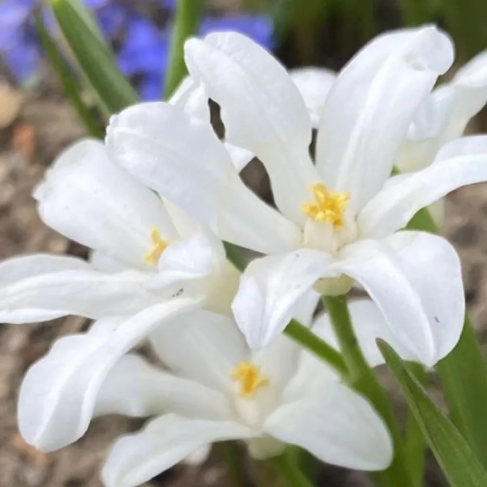 Kevätkirjo 'Luciliae Alba'