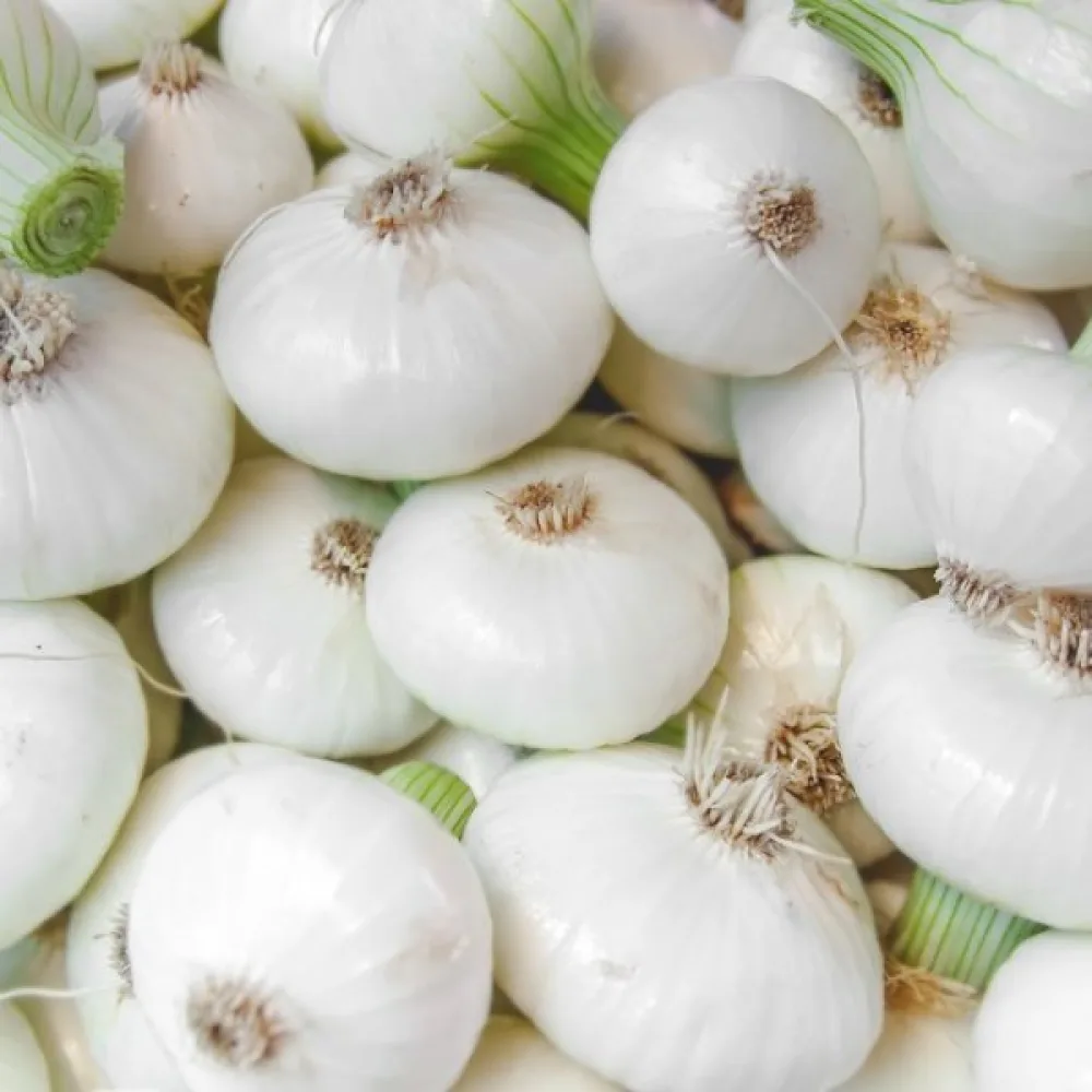 Ruokasipuli 'Bianca di Maggio'