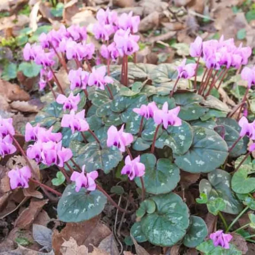 Syklaami Cyclamen coum
