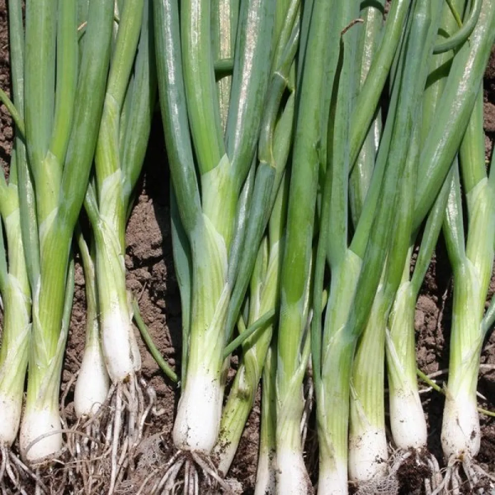 Kevätsipuli 'Ishikura'