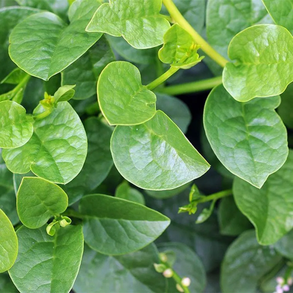 Pinaatti 'Industra'