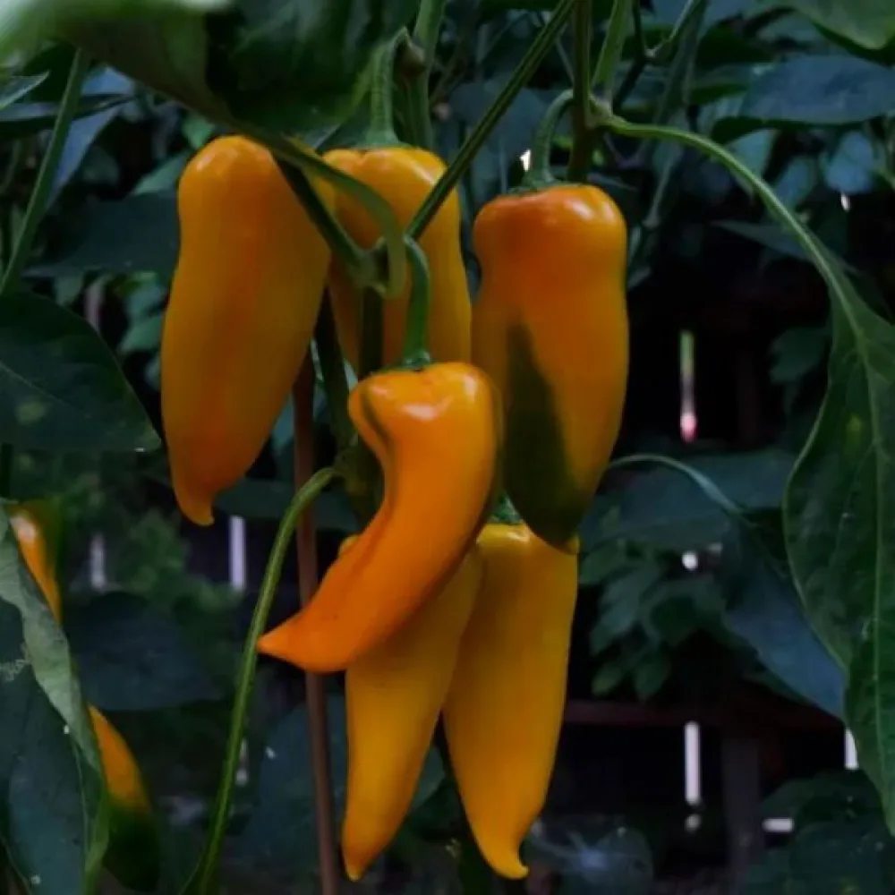 Paprika 'Corno Giallo'