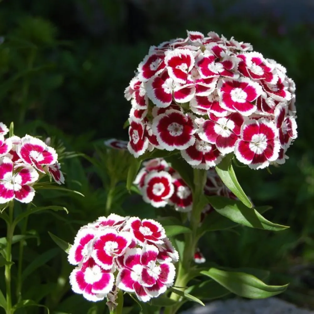 Harjaneilikka 'Holborn Glory' – valkoinen