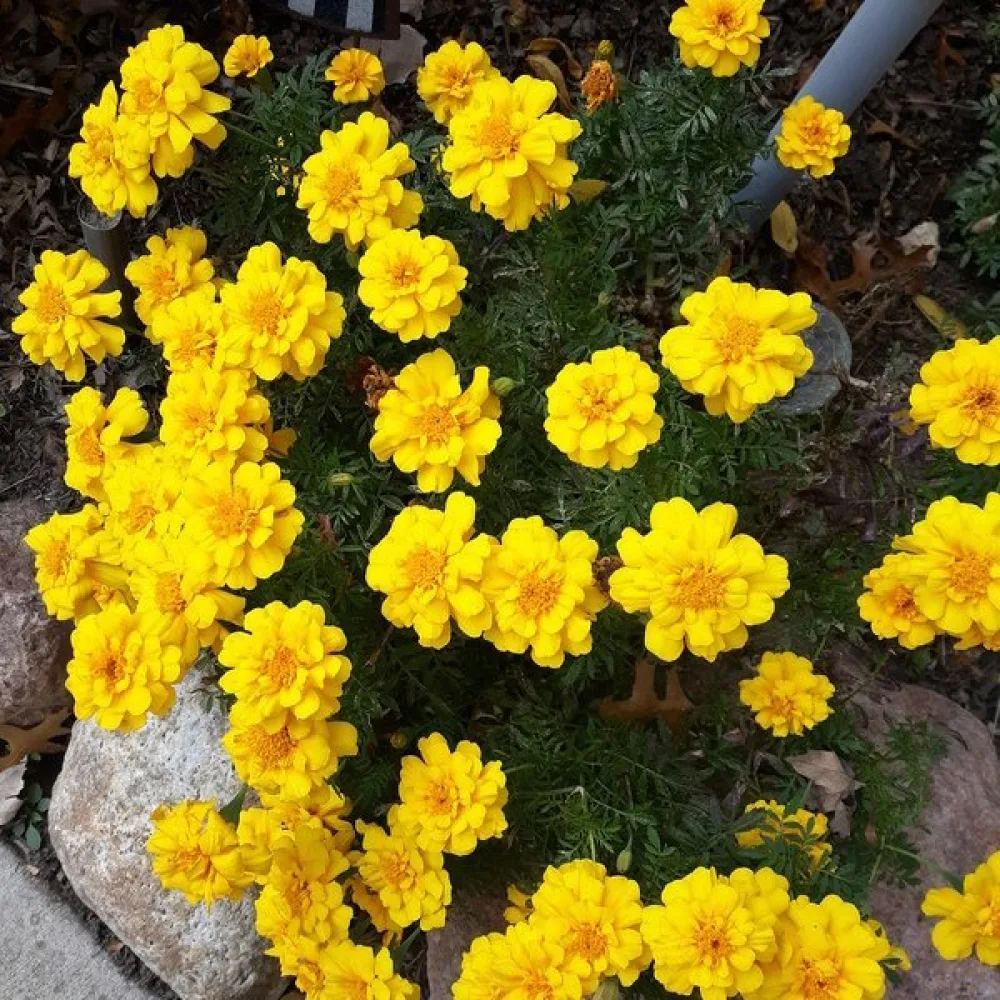 Ruusukesamettikukka 'Yellow Jacket'