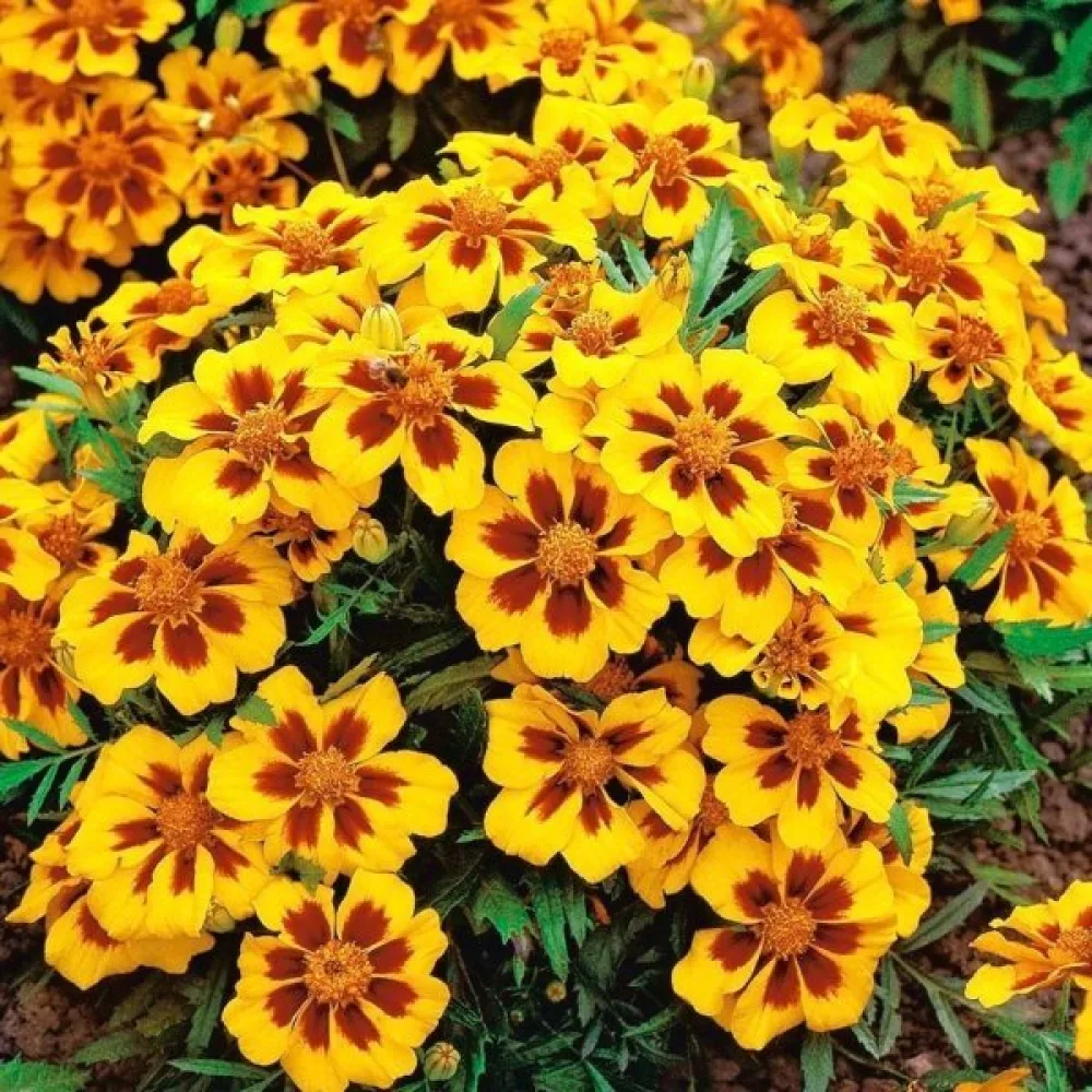 Ruusukesamettikukka 'Pascal'