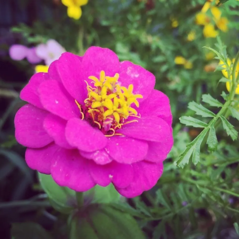Tsinnia 'Purple Gem'