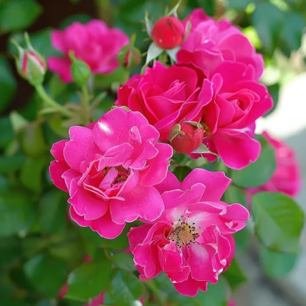 Ruusu 'Purple Dawn' – paljasjuurinen