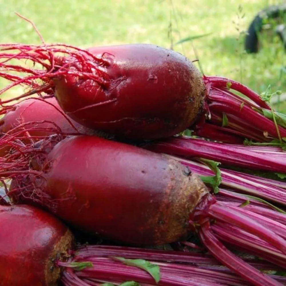 Punajuuri 'Opolski'