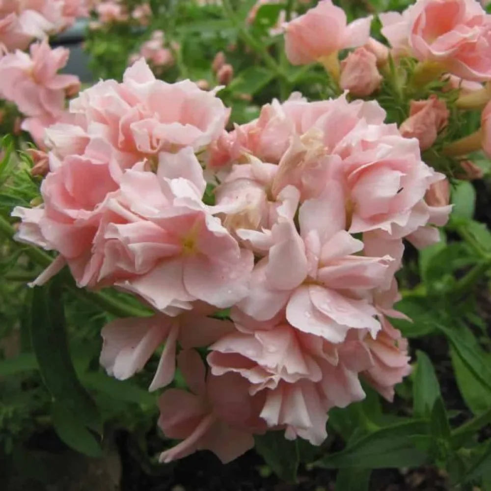 Kesäleimu 'Beauty Salmon'