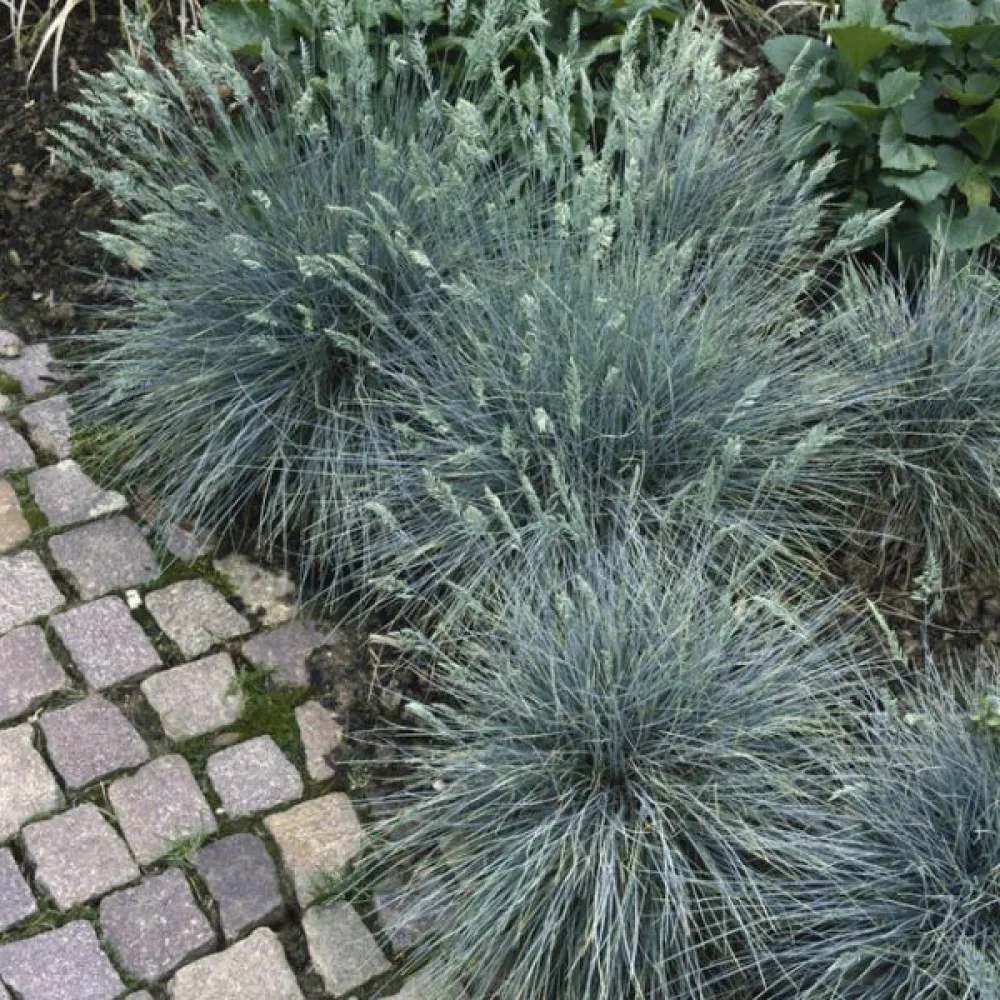 Sininata Festuca glauca