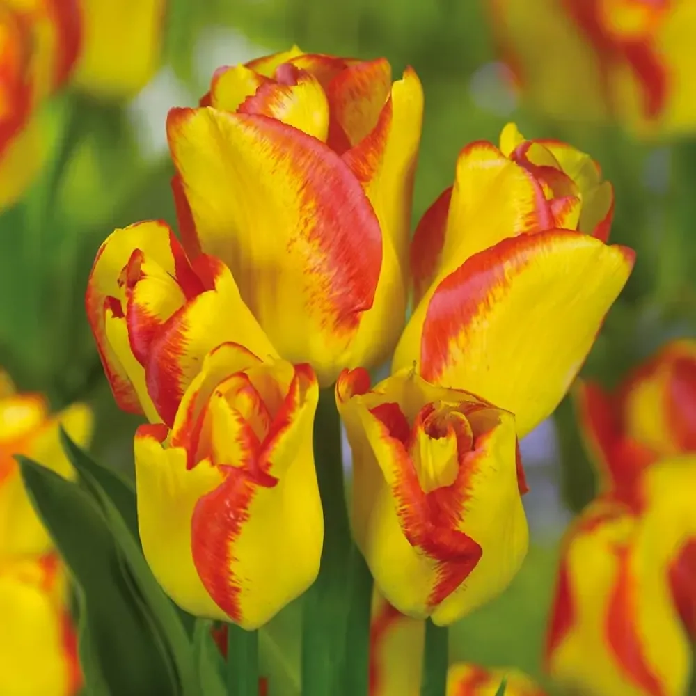 Tulppaani 'Outbreak'