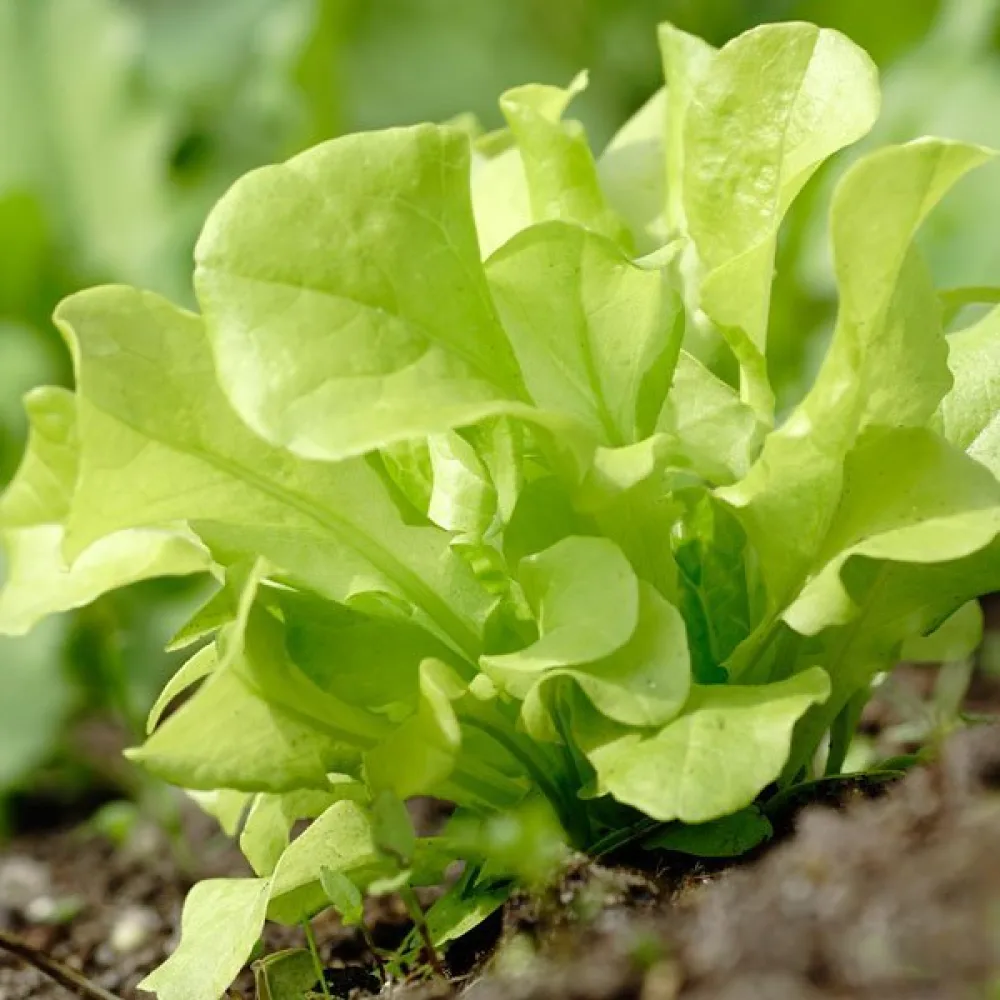 Salaatti 'Grunetta'