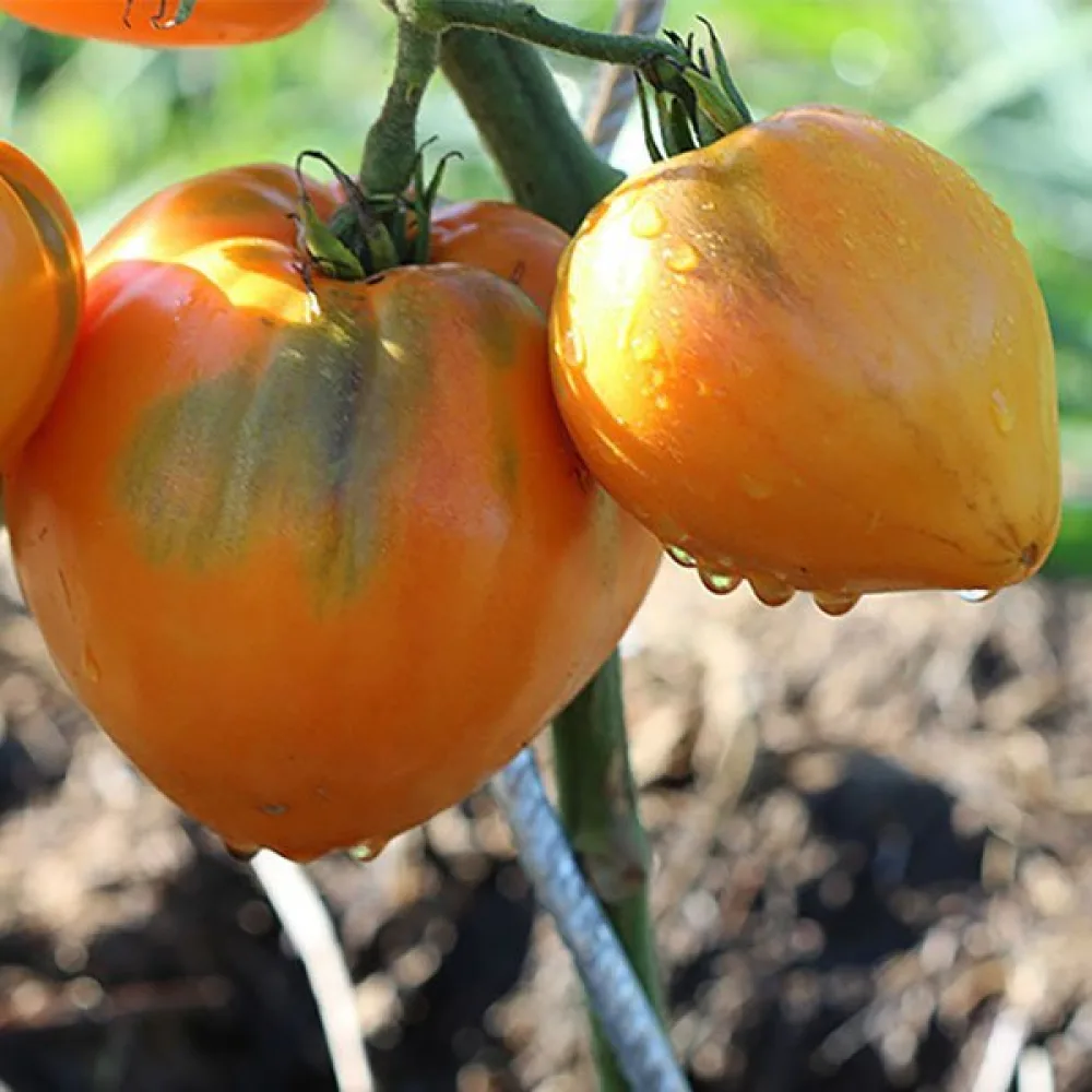 Tomaatti 'Oxheart Orange'