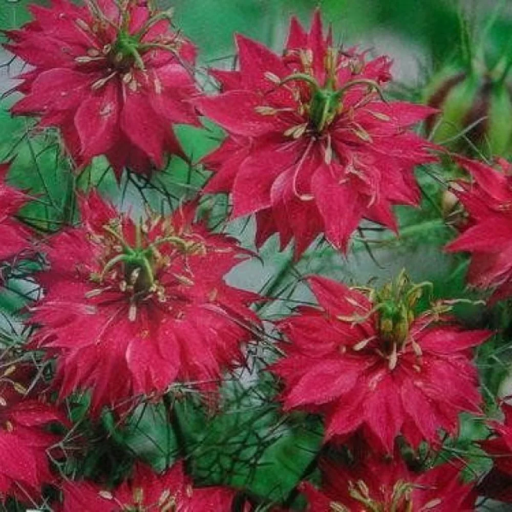 Neidonkukka 'Red Jewels' – punainen