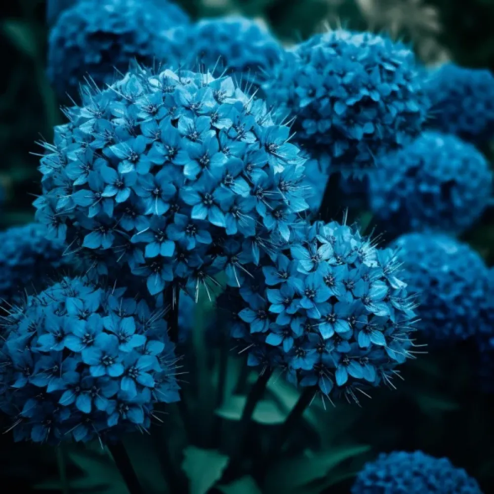 Koristelaukka 'Caeruleum (Azureum)'