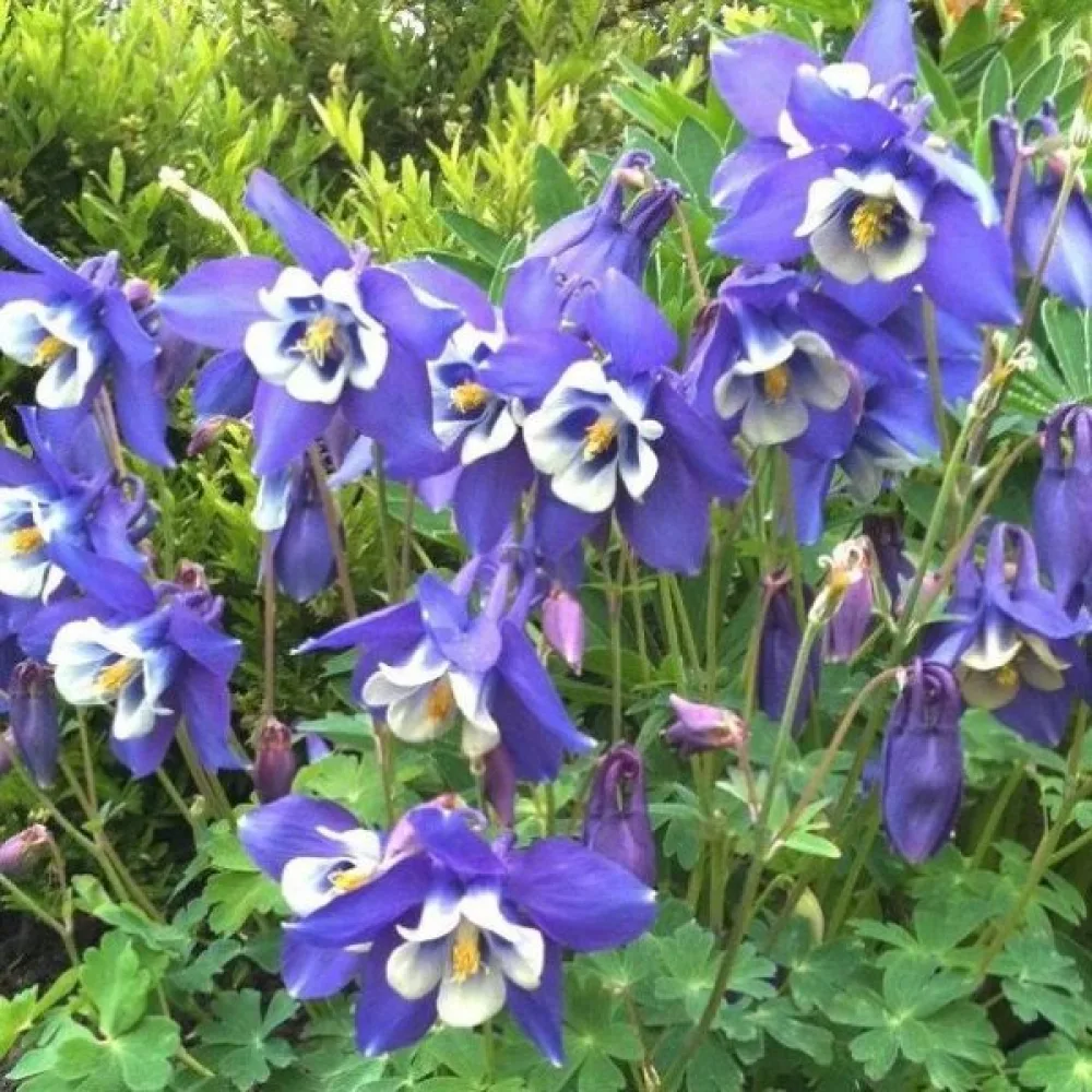 Akileija 'Blue Star'