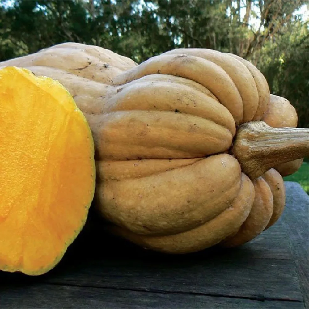 Talvikurpitsa 'Wrinkled Butternut'